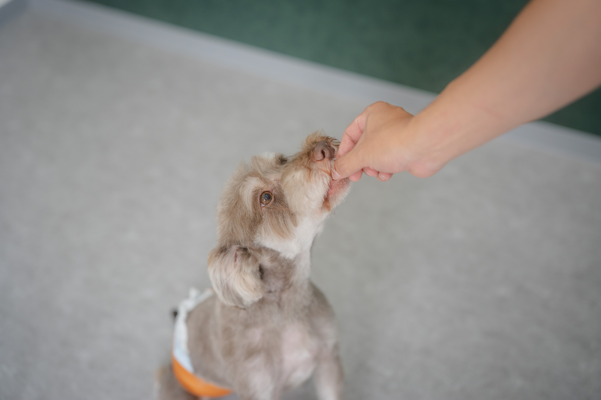 おいしいがあるとトリミングは楽しくなる