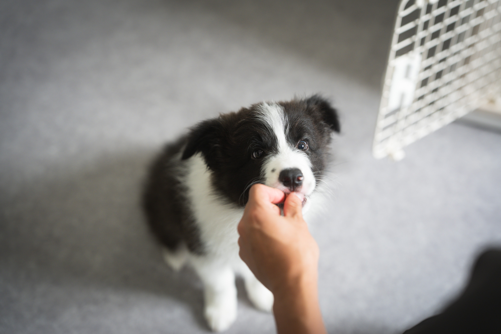 大型犬もケージフリーの広い環境でのびのび過ごせる