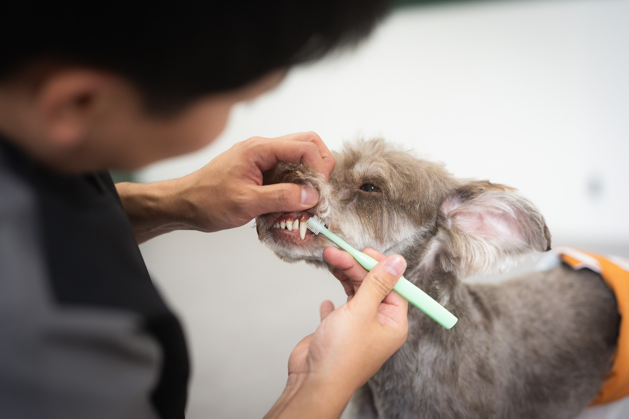 毎日の歯みがきを取り入れて健康習慣を身につける