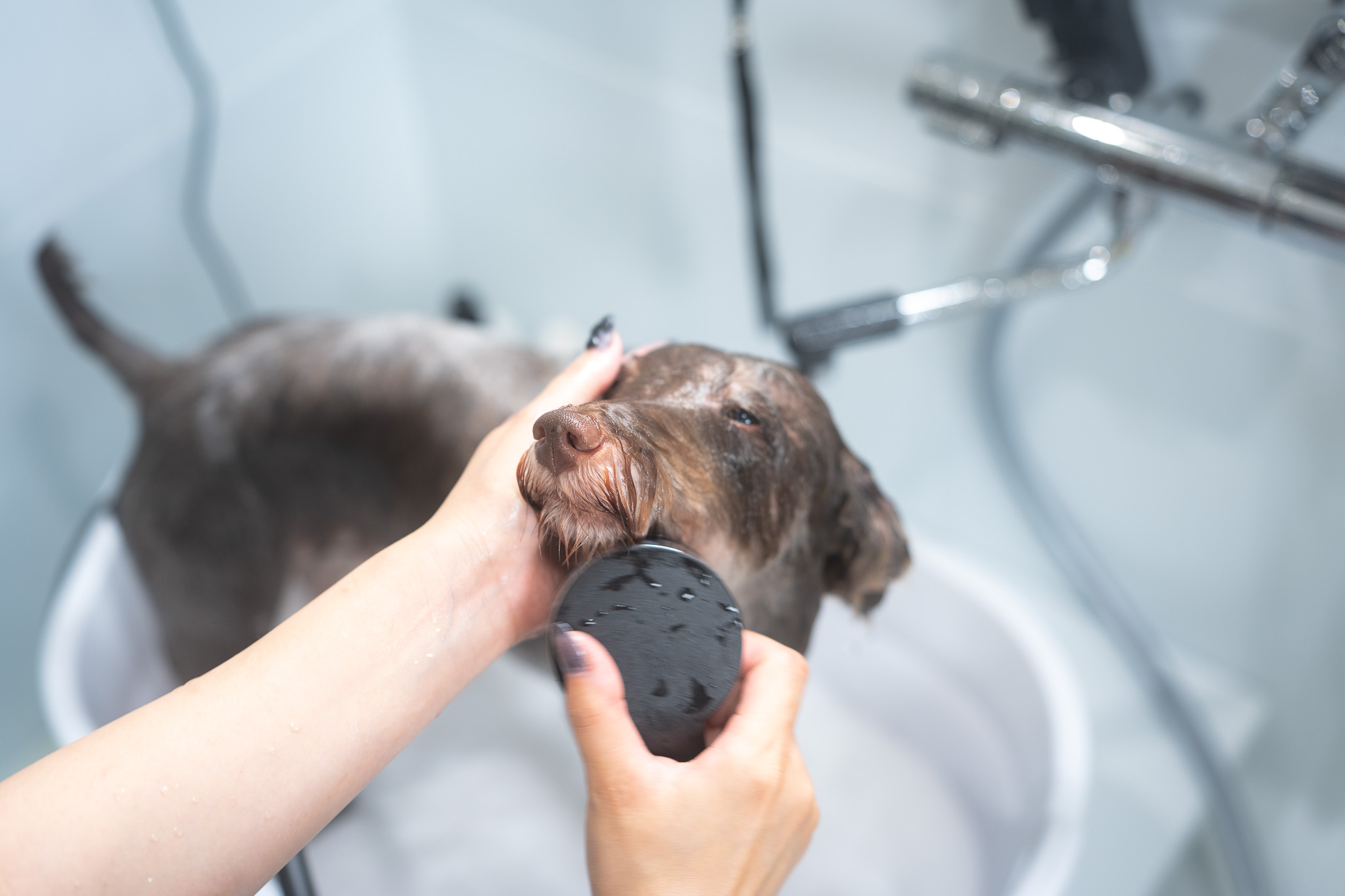 大型犬にも対応できる設備を整えてていねいにケア